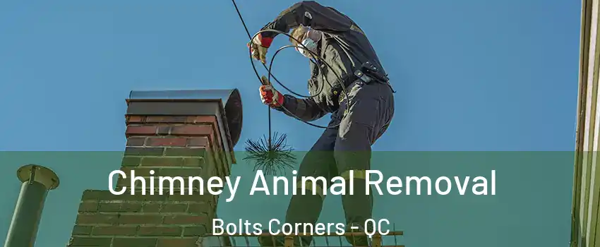  Chimney Animal Removal Bolts Corners - QC