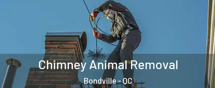  Chimney Animal Removal Bondville - QC