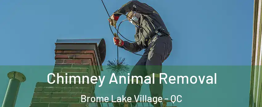  Chimney Animal Removal Brome Lake Village - QC