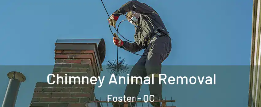  Chimney Animal Removal Foster - QC