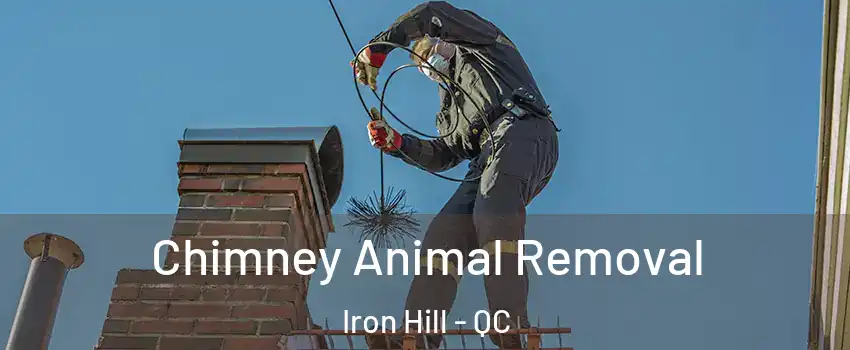  Chimney Animal Removal Iron Hill - QC