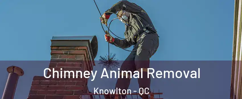  Chimney Animal Removal Knowlton - QC
