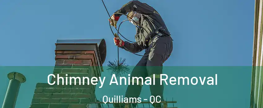  Chimney Animal Removal Quilliams - QC